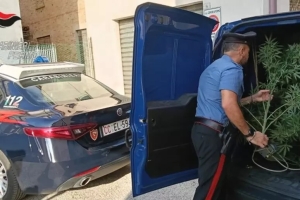 Serra di marijuana in casa con timer per ventilare e illuminare