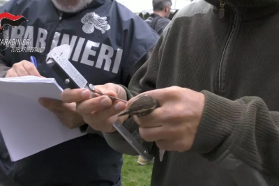 Traffico illecito di uccelli, denunciato allevatore nelle Marche