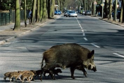Allarme cinghiali ad Ascoli Piceno, Dominici 'non è più un problema marginale'