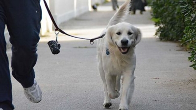 Aggredito mentre passeggia con il cane, due arresti convalidati