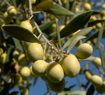 Oliva tenera ascolana, raggiunta intesa consorzi-associazioni