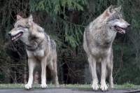 Vitri (Pd), 'emergenza lupi nelle Marche, serve un piano di gestione'