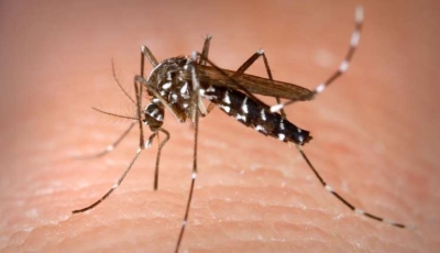 Casi di Dengue, al via tre giorni disinfestazione notturna a Fano
