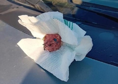 Un’ordinanza contro le “polpette” avvelenate