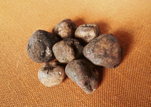 Tartufo, FNATI chiede l'annullamento della circolare ministeriale: "Rischio frode e svendita dell'eccellenza italiana"