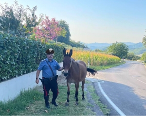 Carabinieri Teramo,  controllo sulla sicurezza stradale