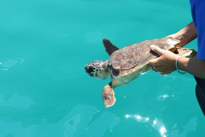Dal Nido alla Riserva - Insieme per liberare Silvia. Ottavo Rilascio di Tartaruga Marina per ricordare che torneranno a Roseto