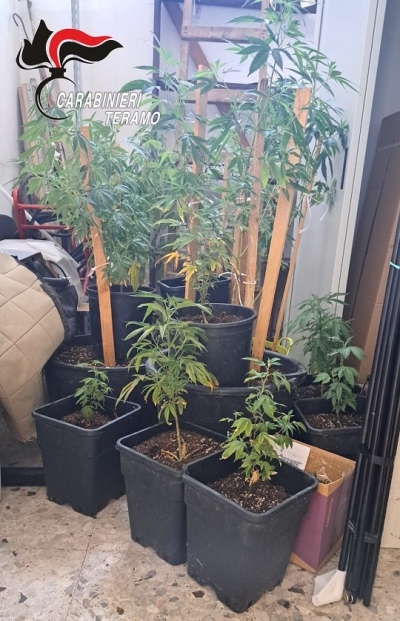 Carabinieri di Giulianova servizio antidroga, rinvenuta una coltivazione casalinga di  “marjuana”