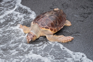 Rilascio in marea di unaTartaruga Caretta Caretta curata dalla Fondazione Cetacea