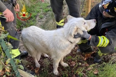 Un cane investito finisce dentro un pozzetto, salvato dai Vigili del Fuoco