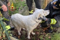 Un cane investito finisce dentro un pozzetto, salvato dai Vigili del Fuoco
