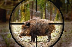 Peste suina: nessun caso nelle Marche, anticipata la caccia al cinghiale