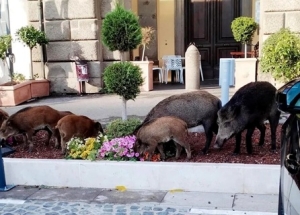 Cinghiali a Fabriano, istituito tavolo tecnico di coordinamento in Prefettura