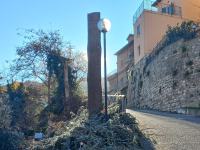 Ascoli Piceno - Alberi abbattuti, polemica infinita: il consigliere Cappelli attacca la giunta