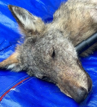 Trovato lupo ferito a Recanati, soccorso e portato in un centro a Matelica per le prime cure