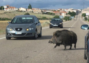 Via libera della giunta al Piano Regionale Straordinario per la gestione e il contenimento della fauna selvatica