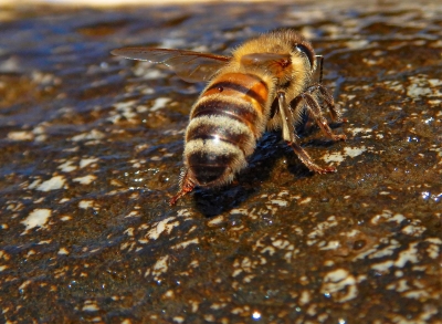 GIORNATA MONDIALE DELLE API: NELLE MARCHE PRODUZIONE IN RIPRESA MA ANCORA CONDIZIONATA DAL CLIMA