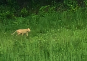 Ascoli Piceno - E' tornato il misterioso felino, nuovo avvistamento a Venarotta