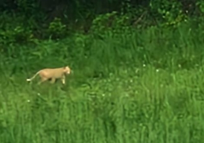 Ascoli Piceno - E' tornato il misterioso felino, nuovo avvistamento a Venarotta