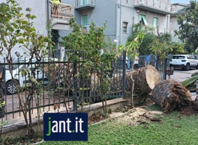 Cade una palma in via Rossetti a Porto D'Ascoli