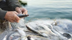 CINQUE BANDI PER PESCA ED ACQUACOLTURA, INCONTRI SUL TERRITORIO PER ILLUSTRARE LE OPPORTUNITA&rsquo;