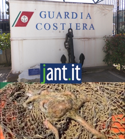 POLPO INTRAPPOLATO IN UNA RETE ABUSIVA