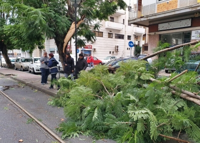 Forte vento nelle Marche, interventi per alberi caduti in strada