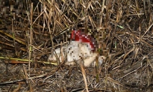 Carcasse di cani morti trovati vicino all'A14, aperto fascicolo per uccisione di animali