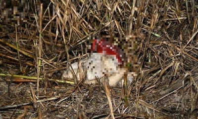 Carcasse di cani morti trovati vicino all'A14, aperto fascicolo per uccisione di animali