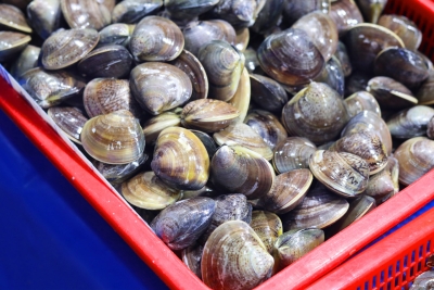 Attività di frodo, sequestrati 6.500 kg di vongole a Giulianova