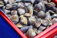 Attivit&agrave; di frodo, sequestrati 6.500 kg di vongole a Giulianova