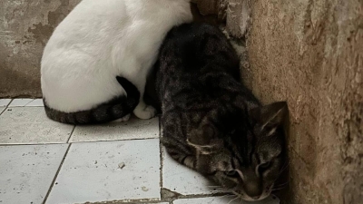 Ascoli Piceno - Gattini tenuti in pessime condizioni, ne vengono salvati 30 a Folignano