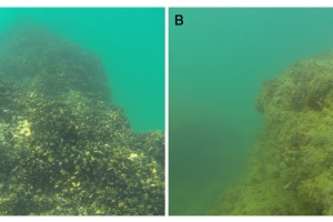 Cozze e cambiamenti climatici, Unicam ne studia il legame