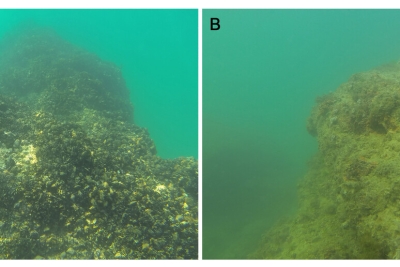 Cozze e cambiamenti climatici, Unicam ne studia il legame