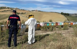 Irregolarit&agrave; nell'apicoltura nelle Marche, dieci gli indagati