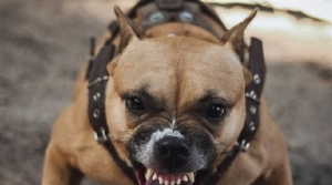 Agente spara e uccide un pitbull durante un controllo anti-droga