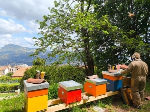 Nuova attivit&agrave; di apicoltura presso Casa Aquilone