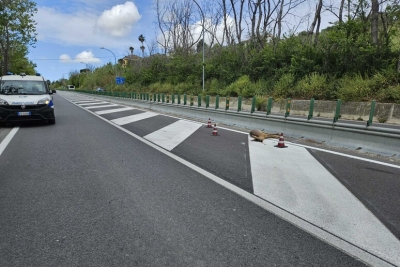 Capriolo investito e ucciso sulla strada Fermana