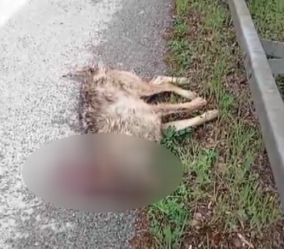 Ascoli Piceno - Lupo morto lungo la strada Salaria, allarme tra la popolazione