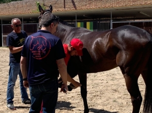 Ascoli Piceno - E' gi&agrave; tempo di Quintana, ventisei cavalli sottoposti alle visite veterinarie
