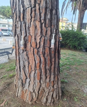 Il Comune avvia la lotta contro la cocciniglia del pino
