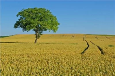AGRICOLTURA: IN ARRIVO IL “FONDO NUOVO CREDITO” E IL PACCHETTO CSR MARCHE PER LA COMPETITIVITÀ E LA SOSTENIBILITÀ DELLE IMPRESE AGRICOLE