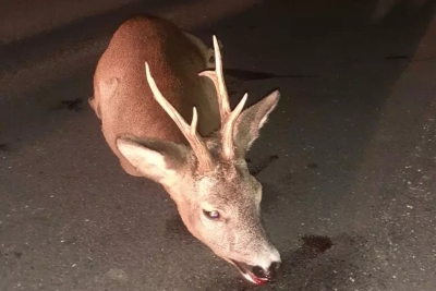 Cervo entra in collisione con auto, morto l'animale