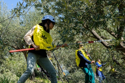 Nelle Marche il Campionato nazionale di potatura dell'olivo
