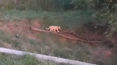 Ascoli Piceno - Si riapre il mistero del felino nelle campagne picene, altro avvistamento a Spinetoli