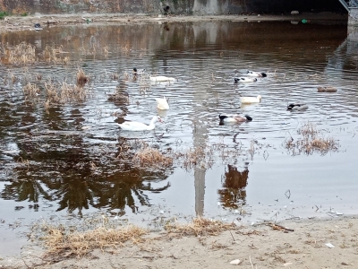 Scoppia la polemica sul torrente Albula a San Benedetto, 'chi tutela il turismo?'