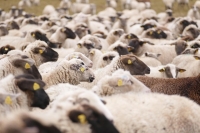 EMERGENZA &ldquo;VIRUS BLUE TONGUE&rdquo; DEGLI OVINI: LA REGIONE EMANA LE LINEE GUIDA PER GLI ALLEVATORI