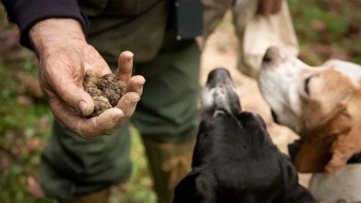 Rubava i tartufi tramite i cani, denunciato dai forestali dell'Arma