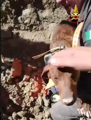 Cane segugio finisce in una tana di tassi, recuperato con un escavatore