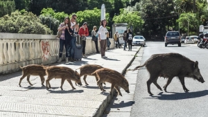 Cinghiali, Coldiretti: "Situazione ormai fuori contro"